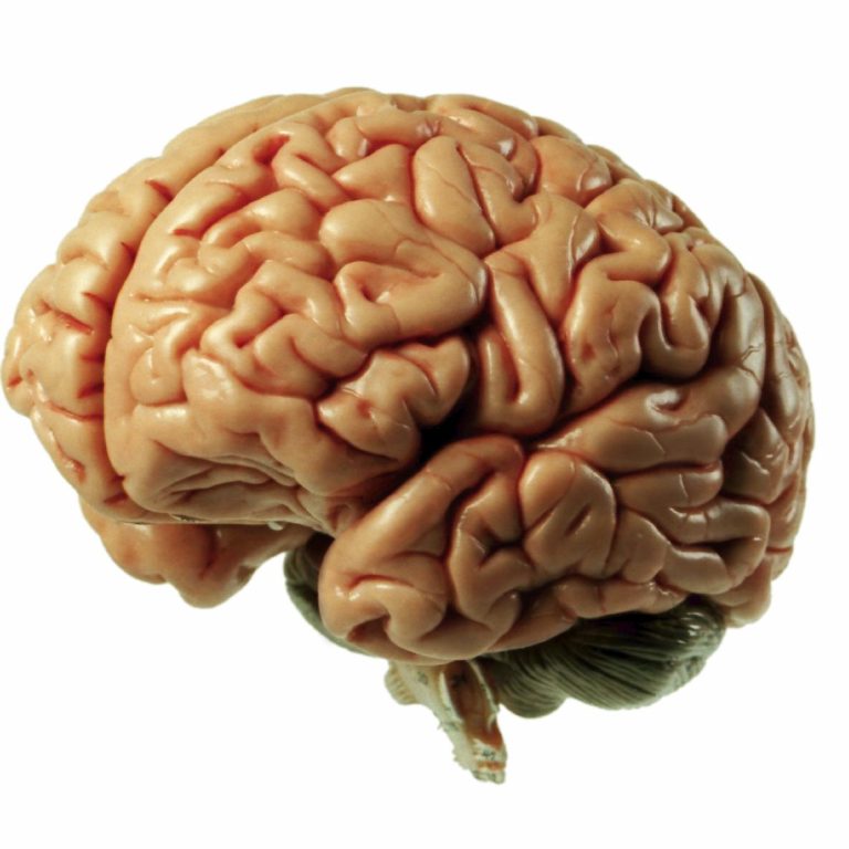 The human brain.